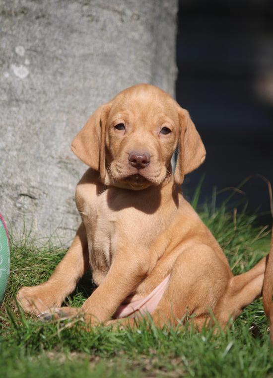 Vizsla 